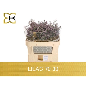LIM SAF LILAC