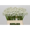 Allium Tuberosum