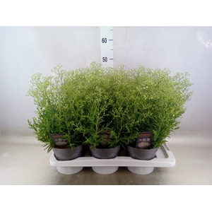 Gypsophila panic. 'Summer Sparkles'