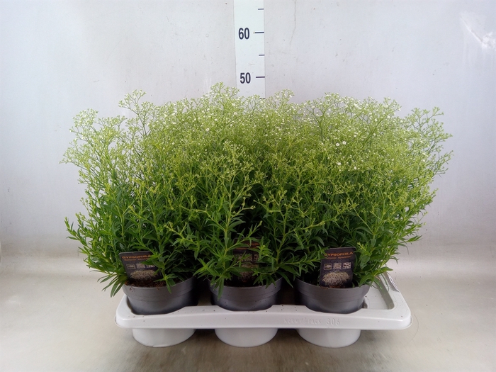 <h4>Gypsophila panic. 'Summer Sparkles'</h4>