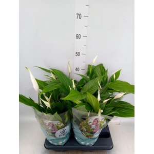 Spathiphyllum  'Pearl Cupido'