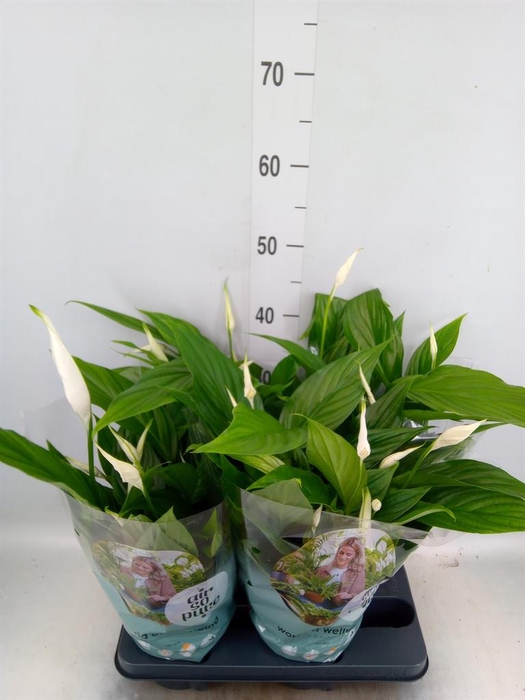 <h4>Spathiphyllum 'Pearl Cupido'</h4>