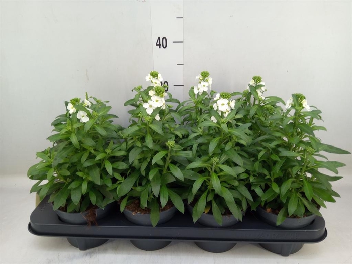 <h4>Erysimum 'Leya White'</h4>