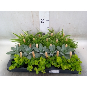 Planten  ..mix