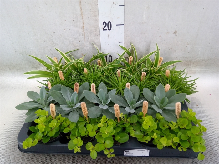 <h4>Planten  ..mix</h4>