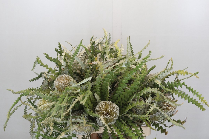 <h4>Banksia Speciosa</h4>