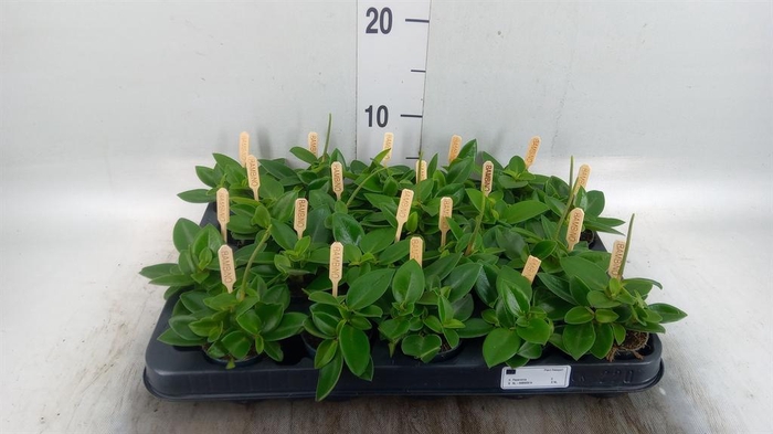 <h4>Peperomia pros. 'Pixie'</h4>