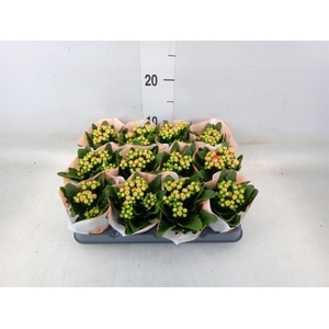 Kalanchoe  'MoreFlow Geneva'