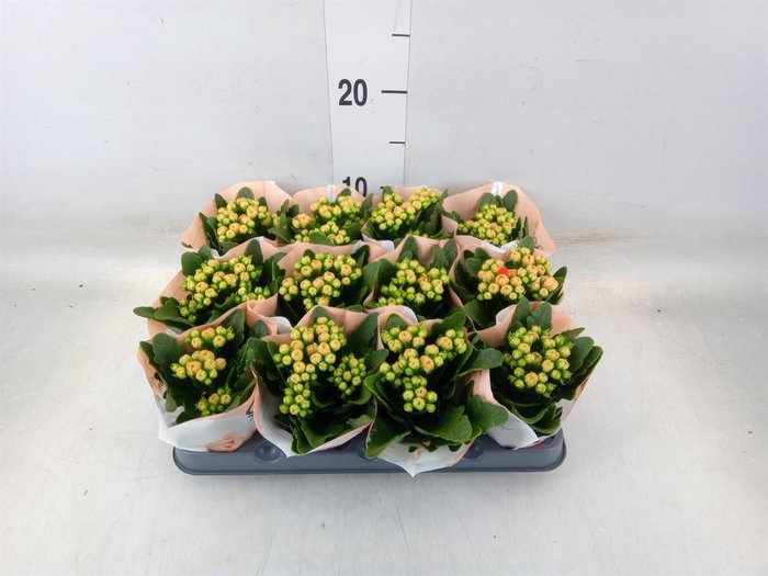 <h4>Kalanchoe  'MoreFlow Geneva'</h4>