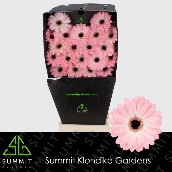 <h4>GE MI DUET Diamond per kaart Mini</h4>