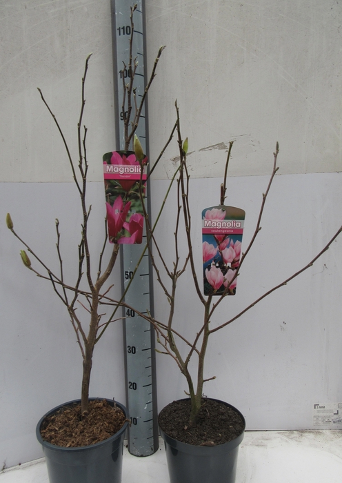 <h4>MAGNOLIA OV</h4>