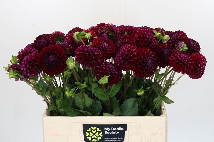 <h4>Dahlia Ivannetti</h4>