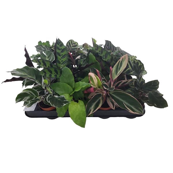 <h4>Calathea Mix</h4>