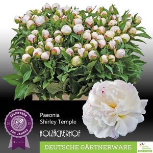 PAEO L SHIRLEY TEMPL