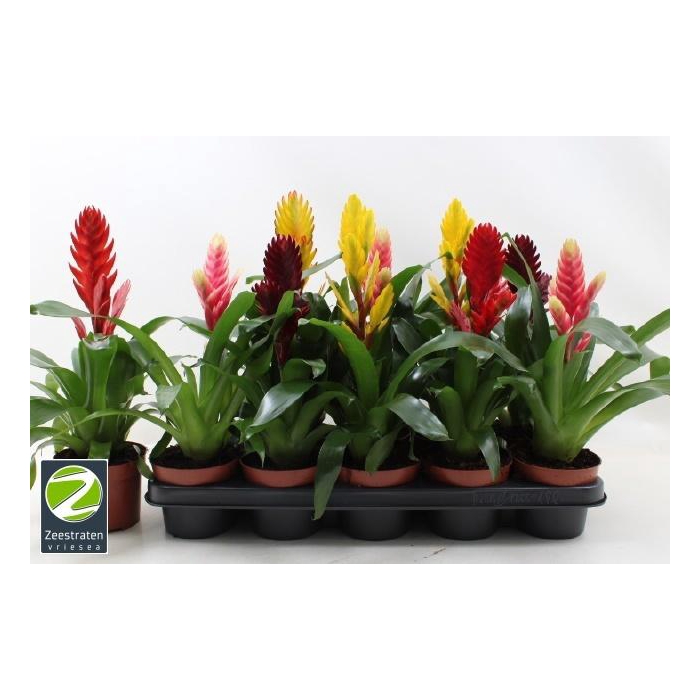 <h4>VRIES GEM 6 SRT</h4>