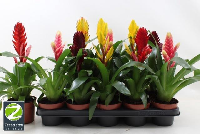 <h4>VRIES GEM 6 SRT</h4>