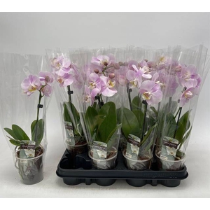 PHAL OV ROZE
