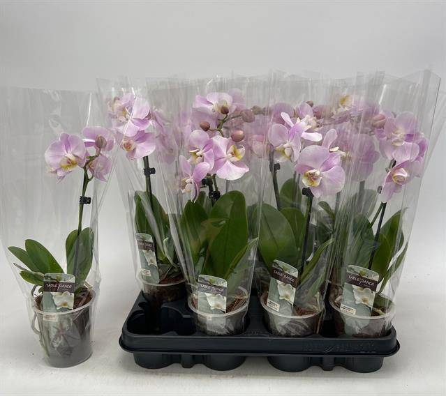 <h4>PHAL OV ROZE</h4>