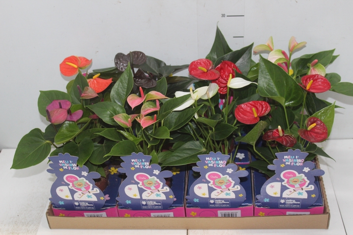 <h4>ANTHURIUM VARIADO P09 LINHA KIDS</h4>