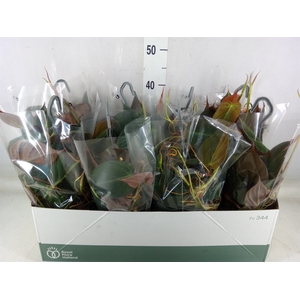 Philodendron scand. subsp. micans