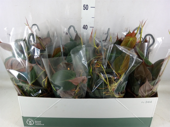 <h4>Philodendron scand. subsp. micans</h4>