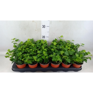 Hedera helix 'Wonder'