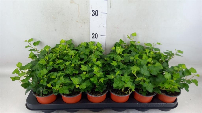 <h4>Hedera helix 'Wonder'</h4>