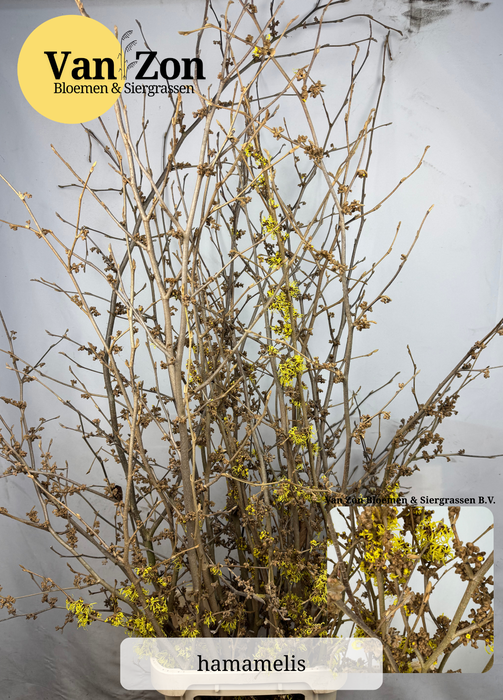 <h4>HAMA PALLIDA</h4>