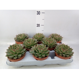Echeveria   ...