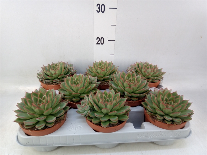 <h4>Echeveria   ...</h4>
