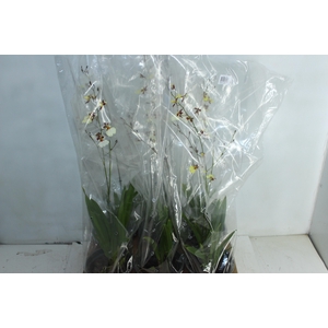ONCIDIUM POPCORN P15