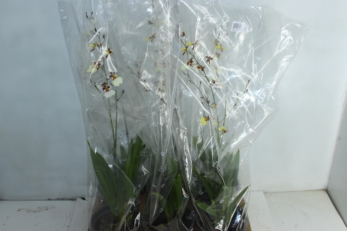 <h4>ONCIDIUM POPCORN P15</h4>