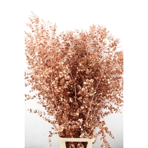 Euca Gu Azura Copper