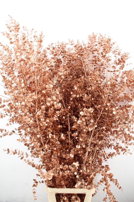 <h4>Euca Gu Azura Copper</h4>