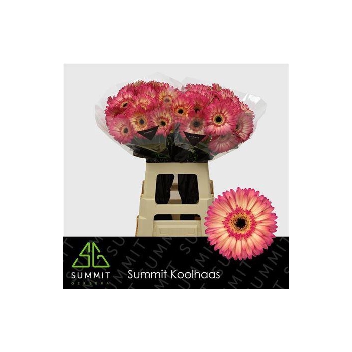 <h4>Ge Gr Hippie Chic</h4>