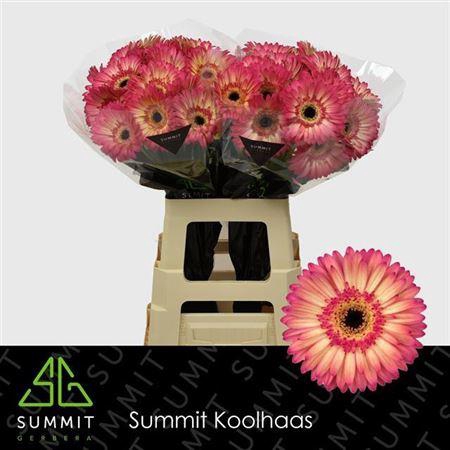 <h4>Ge Gr Hippie Chich</h4>