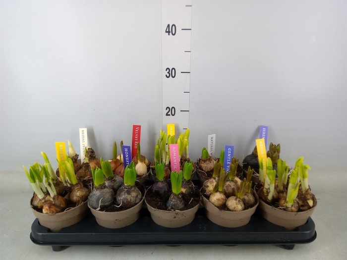 <h4>Bolbloemen   ...mix</h4>