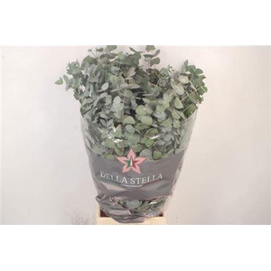 Euca Cinerea Per Bunch 400 Gram S U