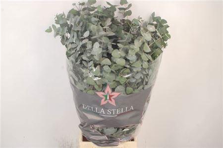 <h4>Euca Cinerea Per Bunch 400 Gram S U</h4>