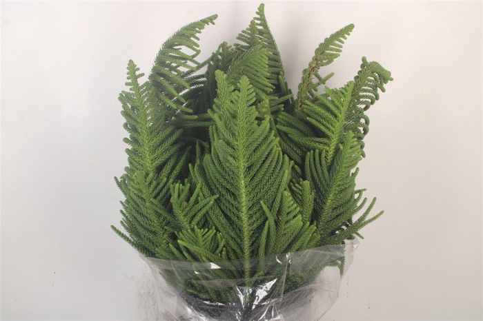 <h4>Auracaria Per Bunch</h4>