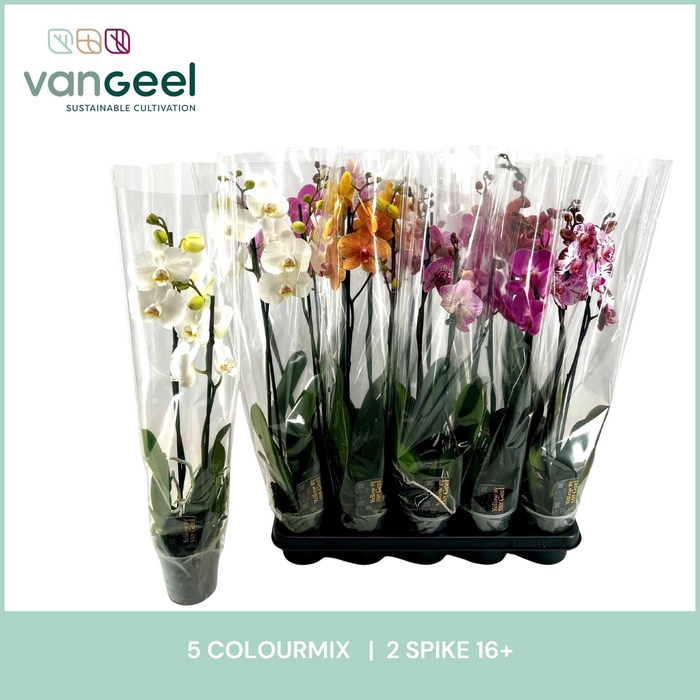 <h4>PHAL GEM 5 KL</h4>