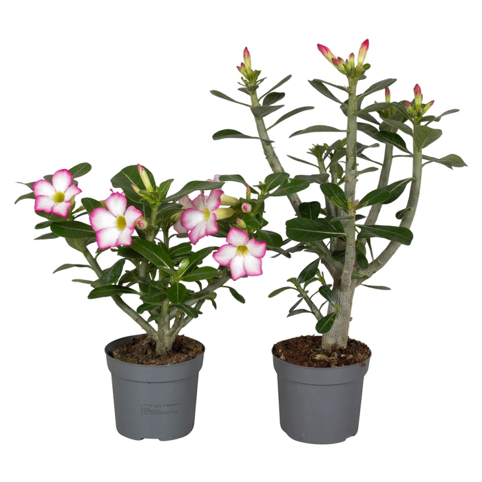 <h4>Adenium Obesum MIX</h4>