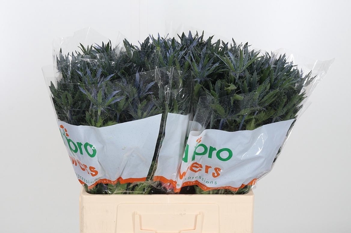 <h4>Eryn Blue Star</h4>