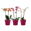 Arrangementen Phalaenopsis mt 14+ 6%