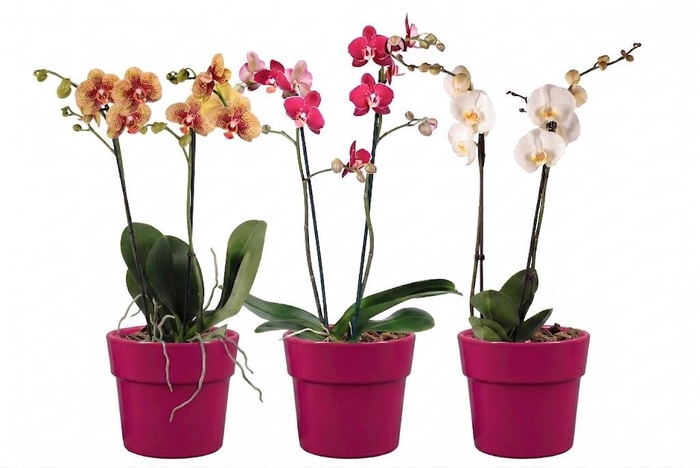 Arrangementen Phalaenopsis mt 14+ 6%