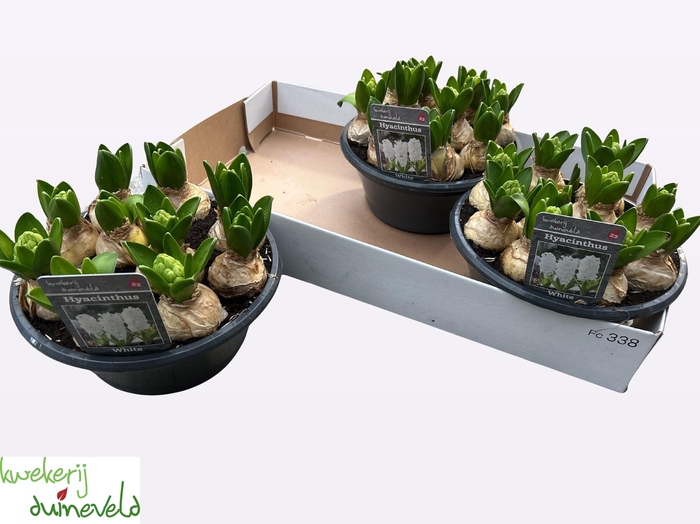 <h4>HYACIN WHITE PEARL</h4>