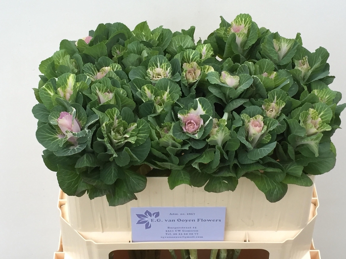 <h4>BRASS WHITE CRANE</h4>