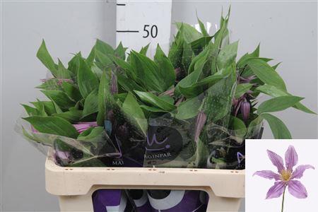 <h4>Clem Amazing London</h4>