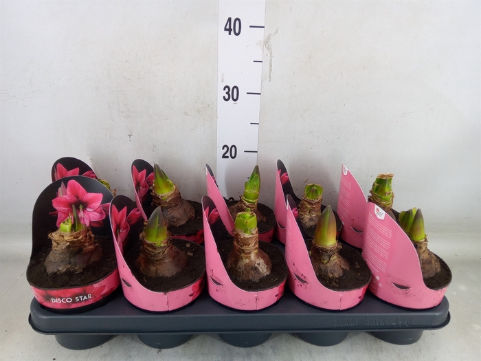 <h4>Hippeastrum   ...</h4>
