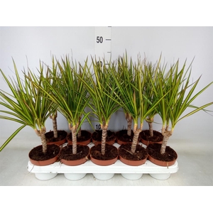 Dracaena marg. 'Sunray'